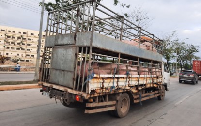 <p><strong>LIVE HOG BAN</strong>. A delivery vehicle carries live hogs along the Cebu South Coastal Road in Talisay City, Cebu in this undated photo. Cebu Provincial Veterinarian Dr. Rose Vincoy on Monday (March 6, 2023) said Governor Gwendolyn Garcia has issued an executive order implementing a temporary ban on the entry of live hogs, sows, piglets, boar semen, pork, and pork-related products from Negros Island, after the detection of African swine fever virus from pigs that co-comingled with other pigs from the neighboring island. <em>(PNA file photo by John Rey Saavedra)</em></p>