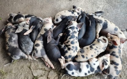 <p><strong>INDEFINITE BAN.</strong> The provincial government of Negros Oriental has imposed an indefinite ban on live hogs, pork, and pork by-products from Cebu and ASF-affected places effective April 18, 2023. At the same time, a 30-day ban on the shipment of swine and related products outside of the province is also in place. <em>(PNA file photo by Judy Flores Partlow)</em></p>