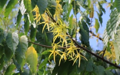 <p><strong>SOURCE OF OIL</strong>. An ylang-ylang tree with flowers. The Department of Science and Technology has tied up with the Eastern Visayas State University’s Ormoc City campus to set up a facility to produce essential oil from the ylang-ylang tree. <em>(Photo from Ylang-ylang Network PH page)</em></p>