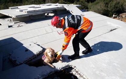<p><strong>HERO DOG. </strong>Ocak, a search and rescue dog, became a hero after the twin quakes that hit Turkey last month.  The dog was able to detect six victims and played a vital part in the rescue efforts.  <em>(Anadolu)</em></p>
