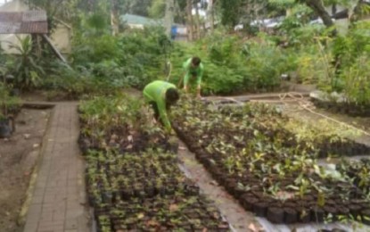 <p><strong>SEEDLINGS</strong>. Seedlings are being grown at the Iloilo City nursery in Barangay Caingin, La Paz district. Some 2,000 native trees will be planted on both sides of the service road from the Iloilo International Airport in the municipality of Cabatuan, Iloilo province towards Ungka in Pavia town. <em>(Photo courtesy of Armando Dayrit)</em></p>