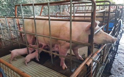 <p><strong>OTHER INFECTIONS</strong>. Sows in a piggery farm in Cebu. Governor Gwendolyn Garcia has tapped a private laboratory service provider to help the Provincial Veterinary Office detect African swine fever and other diseases, such as classical swine fever virus, commonly known as "hog cholera." <em>(PNA photo by John Rey Saavedra)</em></p>