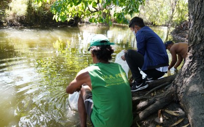 <p><strong>FINGERLINGS DISPERSAL</strong>. Personnel of the Bureau of Fisheries and Aquatic Resources in Central Luzon and the Municipal Agriculture Office release some 65,000 tilapia and common carp fingerlings in the waters of Batacan and Nanguluan villages, both located in San Clemente town, Tarlac province on Thursday (March 16, 2023). The activity is part of continuing efforts to protect and enrich inland waters through the Balik Sigla sa Ilog at Lawa (BASIL) program.<em> (Photo courtesy of BFAR-Central Luzon)</em></p>