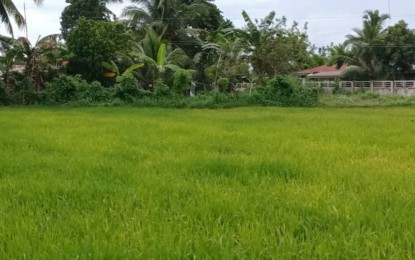 <p><strong>PLANT EARLY</strong>. A palay farm in Iloilo. The Department of Agriculture is advising palay farmers to plant early or use heat-resistant crops in preparation for the El Niño phenomenon expected in the last quarter of 2023, to be followed by the dry season in the first semester of 2024. <em>(PNA file photo by Perla G. Lena)</em></p>