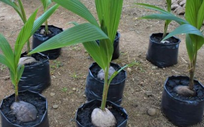 <p><strong>SEEDNUTS.</strong> Coconut seeds at the Manapla Hybrid Seednut Production Center in Negros Occidental. It is one of the three on-farm coconut hybridization sites established by the Philippine Coconut Authority in Western Visayas under the Coconut Farmers and Industry Development Plan-Coconut Hybridization Project. <em>(Photo courtesy of PIO Negros Occidental)</em></p>