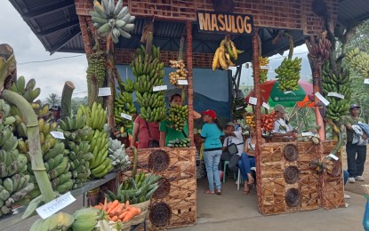 <p><strong>BANANA FESTIVAL</strong>. Barangay Masulog displays several banana varieties in the ongoing Banana Festival of La Castellana town in Negros Occidental. The five-day event, which kicked off Saturday (April 1, 2023) and was held for the first time at the Mandayao Panorama Park, shows how local growers have bounced back after their farms were destroyed by Typhoon Odette in December 2021. <em>(PNA photo by Nanette L. Guadalquiver)</em></p>