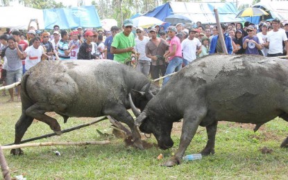 <p><strong>UNLAWFUL</strong>. A carabao fight in Carigara, Leyte traditionally held every Black Saturday. The local government unit of Carigara, Leyte is canceling its 400-year festival this Black Saturday (April 8, 2024), citing existing law prohibiting animal cruelty. <em>(Photo courtesy of Carigara local government)</em></p>