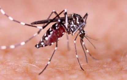 <p>The Dengue-carrying mosquito “Aedes aegypti.” (<em>PNA file photo)</em></p>