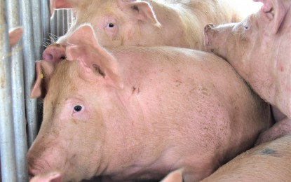 <p><strong>NEGROS HOGS</strong>. At least 15,726 hogs in Negros Occidental have died due to hog cholera and other diseases as of July 4, 2023. On Wednesday (July 5), Governor Eugenio Jose Lacson said swine deaths have gone down among the affected areas in the past several days. <em>(File photo courtesy of PIO Negros Occidental)</em></p>