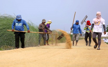 <p><strong>PRECIOUS GRAINS.</strong> Farmers rush to dry their “palay” (unhusked rice) harvest in Baliwag City, Bulacan to preserve quality after days of intermittent rains brought by a low-pressure area in this 2023 photo. The Department of Agriculture on Tuesday (Jan. 30, 2024) said the Philippine Statistics Authority's latest data showed that palay production in 2023 reached 20.06 million metric tons, the highest harvest ever in the country.<em> (PNA photo by Joan Bondoc)</em></p>