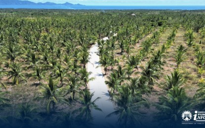 <p><strong>NEW ACCESS ROAD.</strong> The newly-constructed 4.6-kilometer access road in Dinalungan, Aurora that benefits coconut farmers. The PHP39.2-million project ensures faster and more convenient transport of agricultural products from coconut plantations in Dinalungan to various markets within and outside the province of Aurora. <em>(Photo courtesy of DPWH)</em></p>