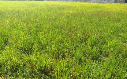 <p><strong>PREPARING FOR DRY SPELL</strong>. A palay farm in Iloilo turns yellow due to lack of water. The DA Western Visayas OIC Regional Director Engr. Jose Albert Barrogo in an interview on Friday (April 21, 2023) said the Department of Agriculture is preparing for the El Niño expected in the last quarter of the year. <em>(PNA file photo by PGLena)</em></p>