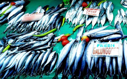 <p><strong>FRESH FISH.</strong> Fresh galunggong (round scad) are displayed in a Quezon City market on April 24, 2023. The Bureau of Fisheries and Aquatic Resources on Friday (April 26) confirmed that the country will import a lower volume of pelagic fish for the October 1 to December 21 closed fishing season. <em>(PNA file photo by Ben Briones)</em></p>