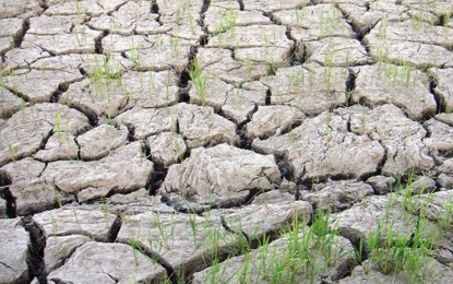 <p><strong>DRY SPELL</strong><em>. </em> El Niño phenomenon is expected to cause a 10 to 15 percent loss in rice production in Eastern Visayas next year. PAGASA on Tuesday (May 2, 2023) issued an El Niño alert.  (Photo<em> courtesy of DA-PhilRice)</em></p>