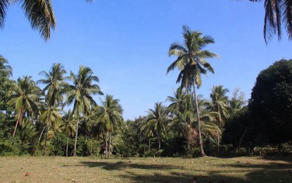 <p><strong>COCONUT INDUSTRY.</strong> The Philippine Coconut Authority in Negros Oriental is calling on coconut farmers and other workers in the industry to sign up with the National Coconut Farmers’ Registry System so they can avail themselves of government programs and benefits. So far, only 40,000 of the 102,000 targets have registered in the province. <em>(PNA file photo by JFP)</em></p>