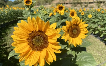 <p><strong>FLOWER POWER</strong>. Sunflowers remain a top attraction at a farm in Piddig, Ilocos Norte amid the pandemic. Located in Maruaya village, the farm is open from 7 a.m. to 6 p.m. daily. <em>(Photo by Leilanie Adriano)</em></p>