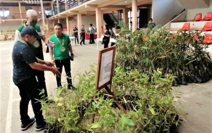 <p><strong>BAMBOO GROWING</strong>. Former Agriculture Secretary Emmanuel Piñol (left) talks about bamboo growing with Negros Occidental Governor Eugenio Jose Lacson (center) and Cauayan town Mayor Joh Rey Tabujara during the municipality’s first-ever Bamboo Summit on April 30, 2023. Cauayan is positioning itself to become the "Bamboo Capital of southern Negros Occidental". <em>(Photo courtesy of PIO Negros Occidental)</em></p>