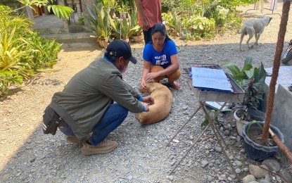 <p><strong>ANTI-RABIES SHOT</strong>. A field worker vaccinates a dog against rabies in Ilocos Norte in this undated photo. The Provincial Veterinary Office is planning to launch a massive anti-rabies vaccination activities and information campaign after 30 cases were reported in the past few months. <em>(Contributed photo)</em></p>