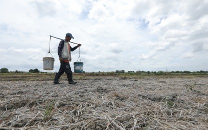 <p><strong>DRY CONDITION, SPELL</strong>. Farmer Eduardo Rossel, 62, walks along the dried-up rice field in Brgy. Maname in Naic, Cavite on Wednesday (May 3, 2023). The Philippine Atmospheric, Geophysical and Astronomical Services Administration (PAGASA) forecasts Ilocos Region to experience dry condition and dry spell in December this year. <em>(PNA File photo by Yancy Lim)</em></p>