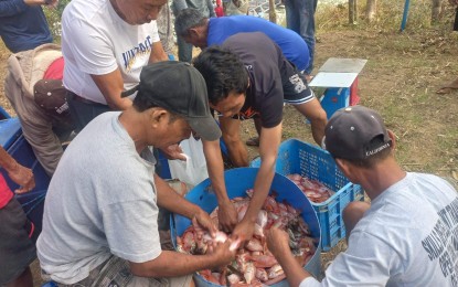 <p><strong>FORCED HARVEST</strong>. Farmers in San Nicolas, Ilocos Norte harvest red tilapia in this undated photo. Due to rising temperatures, fish cage operators in the province have been advised to harvest early to prevent a fish kill. <em>(Contributed)</em></p>
