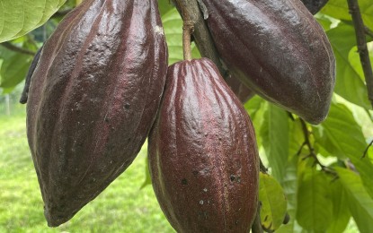 <p>Cacao tree (<em>File photo by Leilanie Adriano</em>)</p>