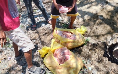 <p><strong>CONFISCATED</strong>. Residents bury 67 kilograms of frozen pork products considered "hot meat" confiscated in Asingan, Pangasinan on Tuesday (May 9, 2023) due to improper and unhygienic handling. The operation was conducted by the regional office of the National Meat Inspection Service in Ilocos. <em>(Photo courtesy of Romel Aguilar/Asingan-PIO)</em></p>