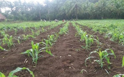 <p><strong>LIVELIHOOD.</strong> A corn farm funded by the Department of Agriculture's (DA) Special Areas for Agricultural Development Program in Paranas, Samar in this undated photo. DA is rolling out the second phase of the project to benefit 60 poor towns in Eastern Samar. <em>(Photo courtesy of DA Region 8)</em><br /><br /><br /></p>