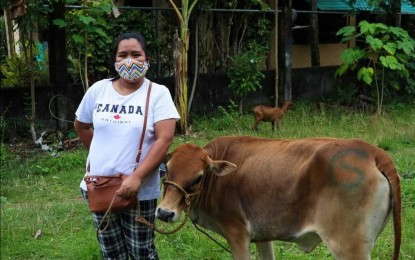 <p><strong>CATTLE PRODUCTION</strong>. A housewife in Antique receives a cattle heifer for breeding in this undated photo. Luela Furio, who is the focal person on Gender and Development of the Antique Provincial Veterinary Office, said in an interview Friday (May 12, 2023) that the cattle production project in Antique has now benefited housewives in three municipalities of the province. (<em>PNA photo courtesy of Antique PIO</em>)</p>