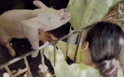 <p><strong>ASF SPREAD.</strong> Cases of African swine fever (ASF) have been reported in Sibulan town, Negros Oriental province. This is the second town in the province to be affected by the ASF, next to Dauin, with authorities now scrambling to contain the spread of the viral disease that affects pigs. <em>(PNA file photo)</em></p>