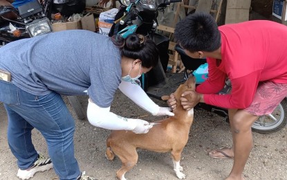 <p><strong>MASS VACCINATION</strong>. Vaccinators from the Laoag City Veterinary Office conduct a rabies vaccination drive in Barangay 1 San Lorenzo on Monday (May 15, 2023). Ilocos Norte has maintained zero cases of rabies for the past year, a record broken this year after five fatalities were reported from January to April.<em> (Photo courtesy of Manny Morales)</em></p>