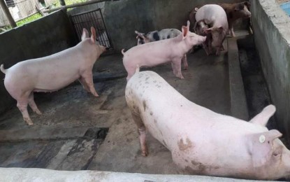 <p><strong>SWINE RAISING</strong>. Hogs in a backyard farm in Negros Occidental province. The provincial government activated an incident command system on Tuesday night (May 16, 2023) to respond and manage the biosecurity threats to the local animal industry. <em>(File photo courtesy of NegOcc-Provincial Veterinary Office)</em></p>