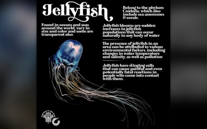 BFAR-Bicol warns beachgoers vs. jellyfish sting