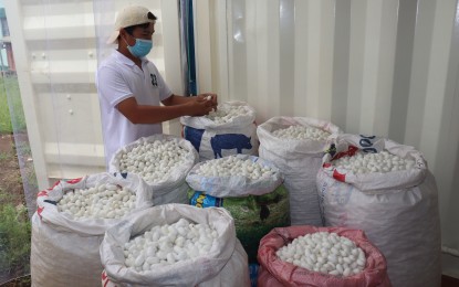 <p><strong>LOCALLY PRODUCED TEXTILE</strong>.  Photo shows silk cocoon production for natural textile. The Philippine Textile Research Institute (PTRI) wants a wider audience for local fabrics. (Photo c<em>ourtesy of PTRI</em>) </p>