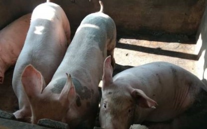 <p>Pigs in a backyard farm in Negros Occidental in this undated photo. <em>(PNA Bacolod file photo</em>)</p>