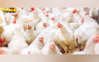 <p><strong>LEADING CHICKEN PRODUCER.</strong> Central Luzon is the country's leading chicken producer during the first quarter of the year, the latest data from the Philippine Statistics Authority (PSA) shows. The region’s total chicken production from January to March 2023 was estimated at 162.44 thousand metric tons, live weight, contributing 34.5 percent of the country's total chicken output. <em>(PNA File Photo)</em></p>