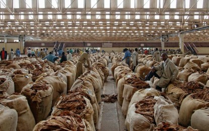 <p><strong>STOP TOBACCO FARMING. </strong> The World Health Organization says tobacco is one of the reasons there is massive hunger worldwide.  The agency urged countries to stop tobacco farming and help farmers grow food instead. <em> (WAM)</em></p>