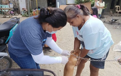 <p><strong>DOG VACCINATION</strong>. A dog gets vaccinated against rabies in Laoag City in this undated photo. The province of Ilocos Norte declared a rabies outbreak on Monday (May 29, 2023), following five deaths affecting 53 barangays, mostly in the city of Batac and the town of Paoay. <em>(Contributed)</em></p>