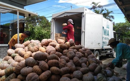<p><strong>OVERSUPPLY</strong>. Farmers in Barangay Batitang, Zaragoza, Nueva Ecija start to load on Monday (May 29, 2023) their harvested squash for delivery to the Kadiwa markets in Metro Manila with the help of the Department of Agriculture-Agribusiness and Marketing Assistance Division (DA-AMAD) Region 3. The DA-AMAD has stepped in to find buyers for the farmers who have been struggling to sell their squash produce to consumers due to oversupply. <em>(Photo courtesy of DA-AMAD Region 3)</em></p>
<p><em> </em></p>