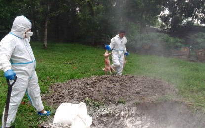 <p><strong>CULLING.</strong> Dead pigs being buried on Wednesday (May 31, 2023) in Barangay Tangub, Bacolod City. On Thursday, acting Mayor El Cid Familiaran said four cases of the highly contagious viral disease, of which two are in Barangay Tangub, have already been confirmed by the Department of Agriculture-Bureau of Animal Industry. <em>(Photo courtesy of Barangay Tangub, Bacolod City)</em></p>