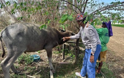 <p><strong>TRAINING.</strong> A carabao gets vaccinated in this undated photo. Currently, some Apayao farmers are engaged in farmer livestock schooling to boost their livelihood. <em>(Photo courtesy of the Provincial Government of Apayao)</em></p>