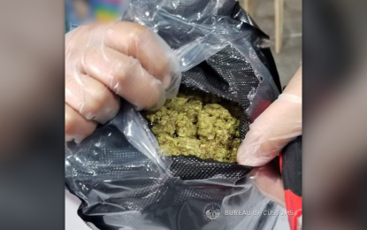<p><strong>HIGH-GRADE MARIJUANA</strong>. The Bureau of Customs-Port of Clark reported on Wednesday (June 7, 2023) its discovery and seizure of high-grade marijuana misdeclared as denim jeans. Examination showed that the value of the kush marijuana reached almost PHP2.5 million. <em>(Photo courtesy of the Bureau of Customs)</em></p>