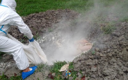 <p><strong>SWINE DEATHS</strong>. Culled piglets are buried in Barangay Tangub, one of the two villages in Bacolod City with reported cases of African swine fever, in this photo taken last week. The city government has set aside PHP10 million as cash indemnification for affected backyard hog raisers. <em>(Photo courtesy of Barangay Tangub, Bacolod City)</em></p>