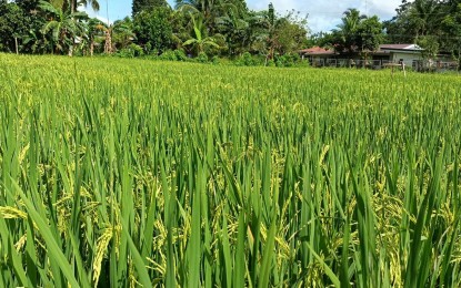 Iloilo eyes P50-M loan to coops for palay procurement
