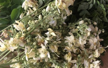 <p><strong>SUPERFOOD</strong>. These are edible flowers and leaves of marunggay. This month of June, Laoag City is spearheading various activities promoting marunggay as a superfood. <em>(Photo by Leilanie Adriano)</em></p>