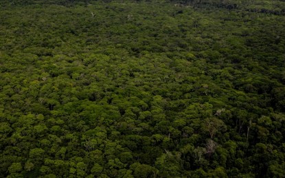 Deforestation in Amazon fell by 31% in January-May: INPE