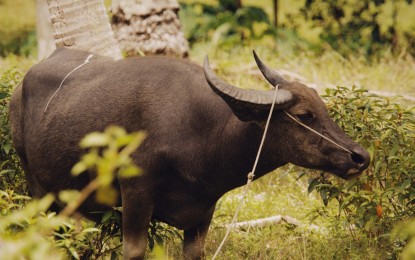 <p><strong>LIVESTOCK SAFETY.</strong> The provincial government of Albay will start to evacuate on Saturday (June 10, 2023) some 10,000 farm animals from the 6-km permanent danger zone from Mt. Mayon, which has been showing increasing unrest. Dr. Pancho Mella, Albay provincial veterinarian, on Friday (June 9, 2023) said it is necessary to also evacuate the animals apart from the residents to likewise ensure their safety. <em>(Photo courtesy of Albay PIO)</em></p>