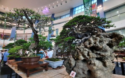 PH’s biggest bonsai exhibit opens in Manila