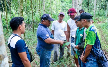 <p><strong>SAVING THE RUBBER FARMS</strong>. As Pestalotiopsis or the rubber leaf fall disease threatens rubber farms in the Caraga Region, the Department of Agriculture’s regional office has intensified its information campaign to rubber growers. The campaign, which will run throughout June this year, aims to equip rubber growers with knowledge of the disease and help them protect their rubber farms through various scientific methods and approaches.<em> (Photo courtesy of DA-13)</em></p>