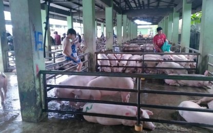 Traders ‘shortchange’ hog raisers amid ASF threat in Antique