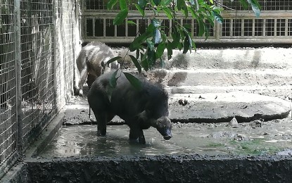 <p><strong>PROTECTED</strong>. The Visayan warty pigs are being taken care of inside the Mari-it Wildlife and Conservation Park in Barangay Jayobo in Lambunao, Iloilo in this file photo. The park is closed indefinitely due to confirmed cases of African swine fever in the said barangay, said tourism officer Jennifer Osorio in an interview on Thursday (June 15, 2023).<em> (PNA file photo by PGLena)</em></p>